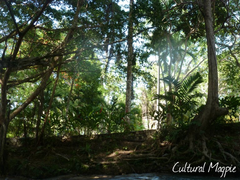 dunns river trees magpie